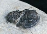 Bargain Gerastos Trilobite - #6915-3